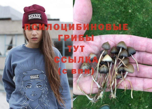 шишки Белокуриха